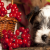 Can Dog Eats Dried Cranberries - Are Cranberries Safe For Dogs?
