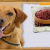 Can Dog Eats Kidney Beans - Are Kidney Beans Bad For Dogs?