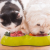 Can Dog Eats Cat Food | Dog Ate Wet Cat Food | Petsfoodnutrition