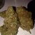 6 Online Communities About weed for sale You Should Join