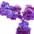 RNP7 - Creative Biolabs
