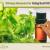 Primary Reasons For Using Basil Essential Oil