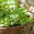 Basil &amp; Tulsi Difference in Hindi-Benefits of Basil in Hindi &#8211; ArogyaOnline