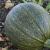 How To Plant And Grow Green Pumpkins- An Ultimate Guide