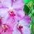 How To Grow And Care For Ground Orchids- A Step By Step Guide 