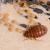 Bed Bug Pest Control in Sydney - Effective Strategies and Tips