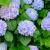 Fertilizing Tips For Your Hydrangeas- A Complete Gui