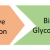 Biotinylated Glycosphingolipids - Bioconjugation / BOC Sciences