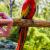 Coimbatore Birds World Exotic Pet Birds For Sale in Tamilnadu