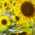 How To Grow And Care For Sunflower Plant- A Detailed Study