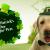 St. Patrick’s Day Safety Tips for Pets