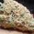 Buy Marijuana Strain Online TOP SHELF - GREENA STORE