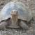 World Turtle Day, Shellebrate, Happy World Turtle Day, World Turtle Day Celebrations