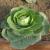 Cabbage - Biocarve Seeds