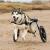 Dog Wheelchairs Is An excellent Solution To Begin Immobility 