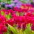 How To Grow Colorful Celosia Plants In Your Garden- A Complete Guide