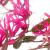 How To Grow Chinese Fringe Flowers In Your Garden?- Everything You Need To Know Loropetalum