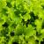 A Complete Guide On Growing And Caring Of Lettuce At Home : Gardening Mantras