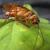 Top Tactics to keep the Offices Pest-Free! - HMG