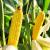 When And How To Grow And Harvest Corn? - A Complete Guide : Gardening Mantras