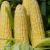 Which is The Best Quality Of Maize? &#8211; Tips and Guidelines on Various Agriculture Seeds