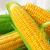 Corn Export Market in the U.S. | Royale Global