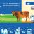 Blockchain in dairy industry the game changer? - Tracefood.io
