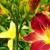 How To Grow And Care For Daylilies- A Step-by-step Guide