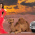 Desert Safari Dubai | Morning Desert Safari - LuxuryArabianTours