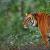 Jim Corbett National Park Hotels & Resorts Packages