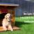 DIY Dog House Ideas for your beloved pooch 