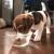 Do You Need To Weigh Puppy Food To Feed? | DogExpress |