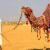 Camel Safari In Jaisalmer
