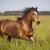 8 Horse Hoof Care Tips
