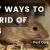 Easy Ways to Get Rid Of Rats - Article Cluster