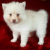 Mini Pomsky Elliott - Pets Shopping Online pomsky puppies for sale