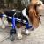 Best Wheelchair for Dogs Walking