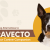 Exploring Alternatives to Bravecto for Your Canine Companion