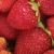 Frozen Strawberries Supplier & Manufacturers from Chhattisgarh India