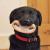 12 Funny Dogs Posing With Their Chew Toys - DogExpress
