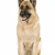 The Blog to Learn More About pet shop in lucknow near me and all guide