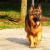 German Shepherd - Facts & Information | mywagntails