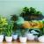 Here are five indoor plants that can make great decorations for Christmas and the new year. | TechPlanet