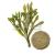 bladderwrack powder, organic bladderwrack powder, bladderwrack powder bulk, wholesale herbs suppliers, bulk herbs wholesale, organic herbs wholesale, organic foods, food industry