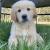 Golden Retriever Puppies for Sale Melbourne, VIC | K9 Breeders