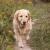 Differences Between Labrador And Golden Retriever Dog Breeds