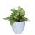 Greenium - Online Green Gifting &amp; decor | Green Money Plant In Light Blue Twisted Grace Pot