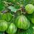 Growing Gooseberries: Know How to Plant and Prune the Savoring Fruit