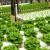 Hydroponic farming in India