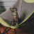     Why my cat needs a cat hammock -News Hub Feed - One Place For All News